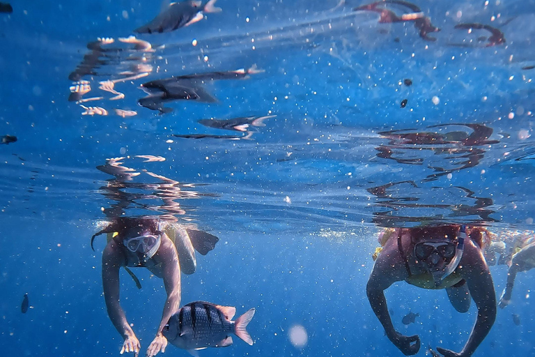 Waikiki : Visite en petit groupe du Turtle Canyon avec masque et tuba