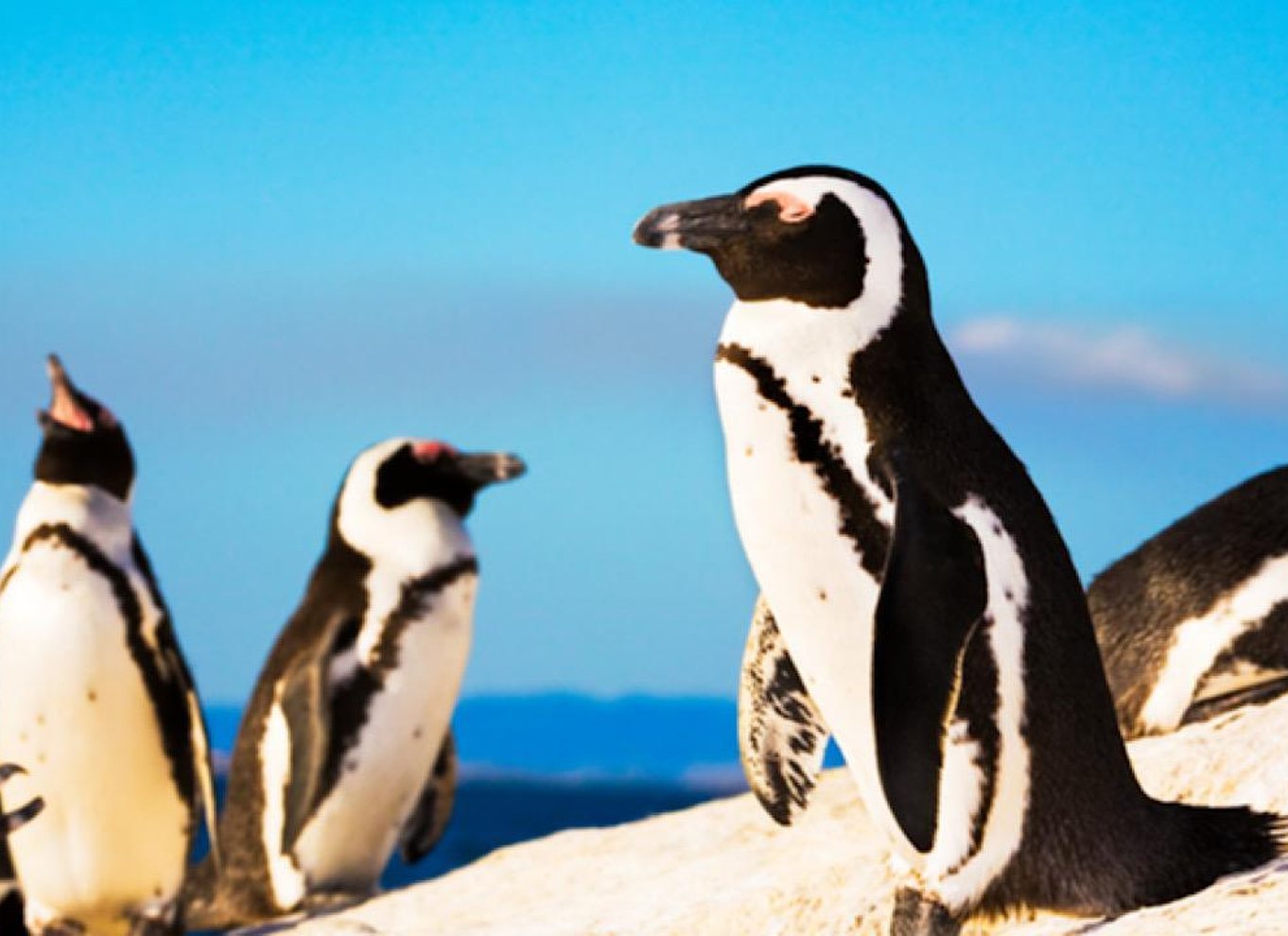 Kapstaden: Halvdagstur til Kap Det Gode Håb og pingvinkolonien