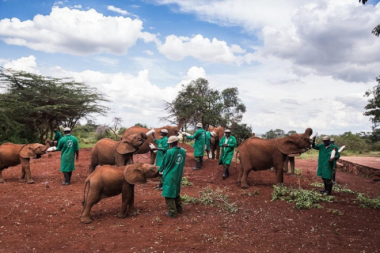 Nairobi: Elephant Orphanage & Giraffe Centre Tour Elephant Orphanage & Giraffe Centre Tour Without Entry Fee