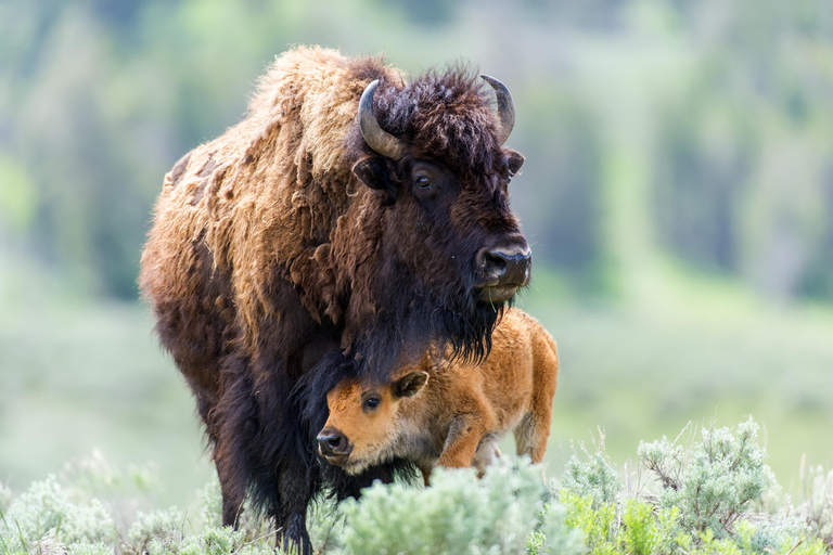 Yellowstone Tours from Jackson Hole | Wildlife & Scenic