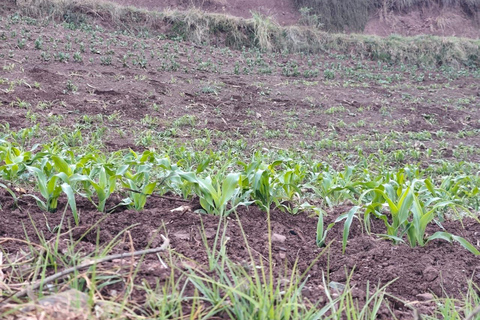 From Cusco: Sunset Llama Trek with Stargazing & Bonfire