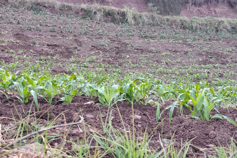 From Cusco: Sunset Llama Trek with Stargazing & Bonfire