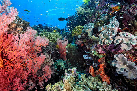 Ko Lanta: Tour unico di 4 isole a coda lunga con snorkeling e pranzoTour condiviso