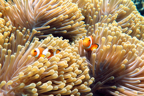 Phuket/Khaolak:Excursión de un día a las Islas Similan con buceo de superficie