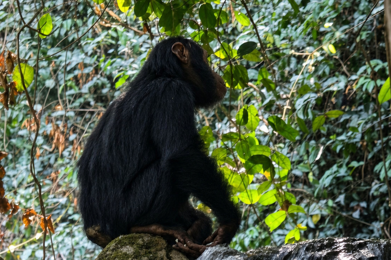 From Kigoma: 3-Day Gombe Chimpanzee Trek with Boat Ride Mid-Range 3-Day Gombe Package ( 2 nights )