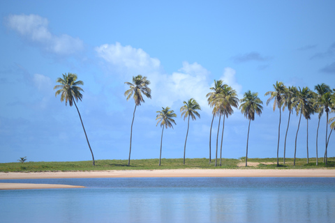 Salvador North Shore: Beach Hopping Tour to Praia do Forte