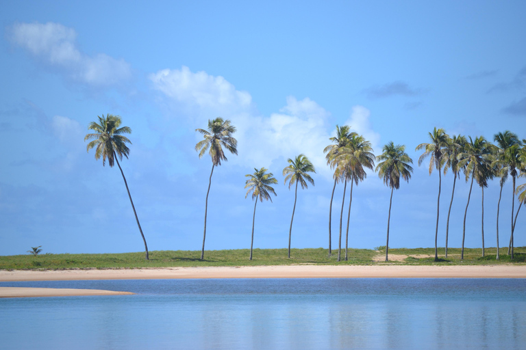Salvador North Shore: Beach Hopping Tour to Praia do Forte