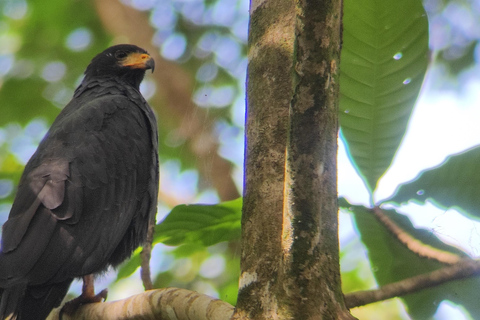 Puerto Viejo Talamanca: Wandere durch das Gandoca Manzanillo Wild Life Refuge.