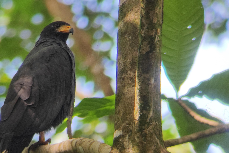 Puerto Viejo Talamanca: Wandere durch das Gandoca Manzanillo Wild Life Refuge.