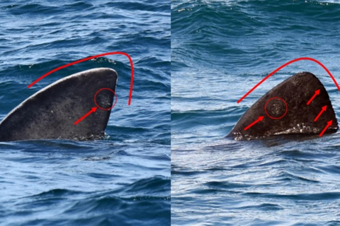 New: Into the Wild - 3H w/Marine Biologists - dolphins &more