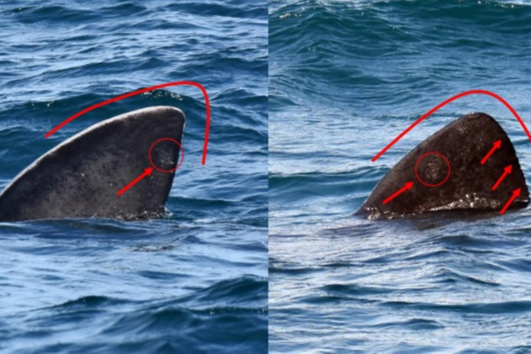 New: Into the Wild - 3H w/Marine Biologists - dolphins &more