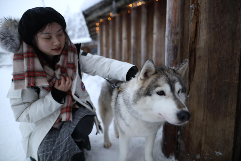 Rovaniemi: Besuch einer Husky- und Rentierfarm mit Schlittenfahrten