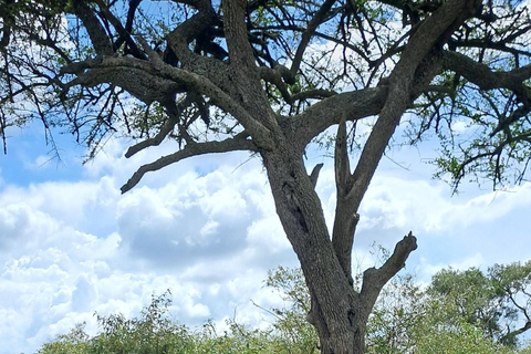 From Nairobi: Private 3-Day Masai Mara Big Five Game Drive