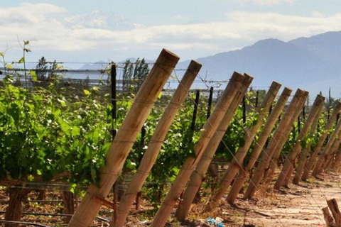 4 jours à Mendoza - Ville, montagne et vin !