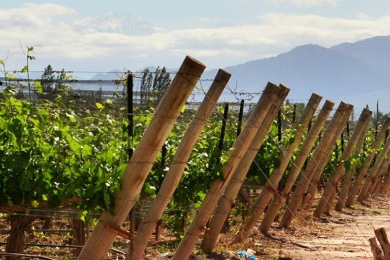 4-Days Essential Mendoza - City, Mountains &amp; Wine!