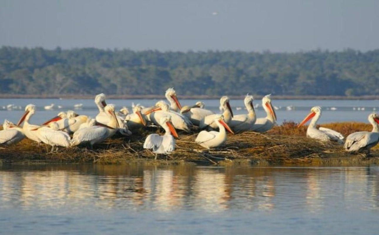 Ab Tirana und Durrës: Vogelbeobachtung in Karavasta und Bootsfahrt in der Lagune