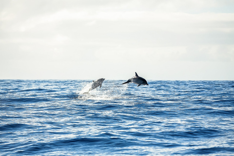 Portimão: Benagil Caves Speed Boat Tour with Sunset Option Private Tour in French