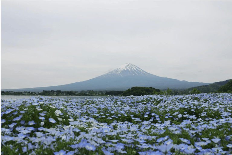 From Tokyo: Mount Fuji Full Day Customizable Private Tour
