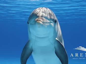Pula: Brijuni National Park Dolphin Watching Tour w/Dinner