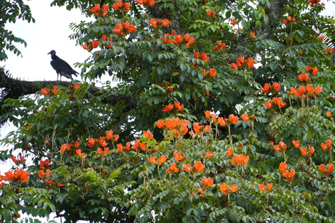 São Paulo Botanical Garden Private Guided Tour & Transport 3-hour: Botanical Garden Tour & Transport