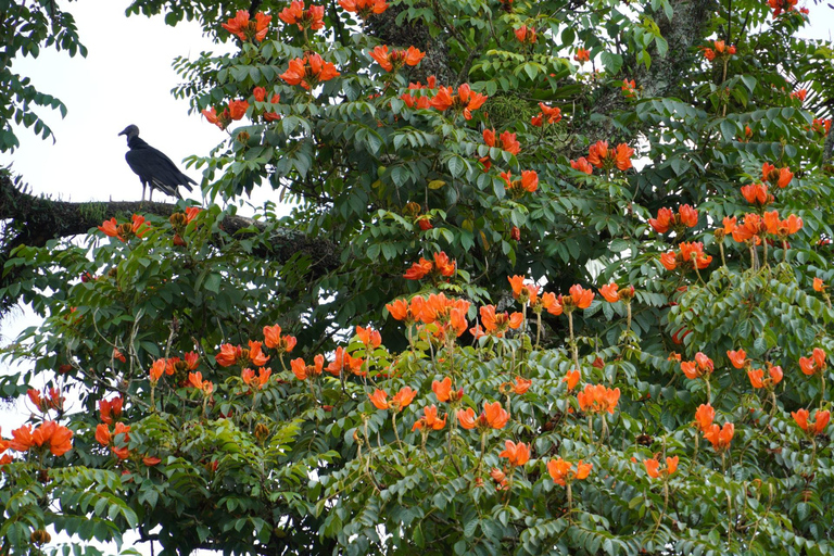 São Paulo Botanical Garden Private Guided Tour & Transport 3-hour: Botanical Garden Tour & Transport