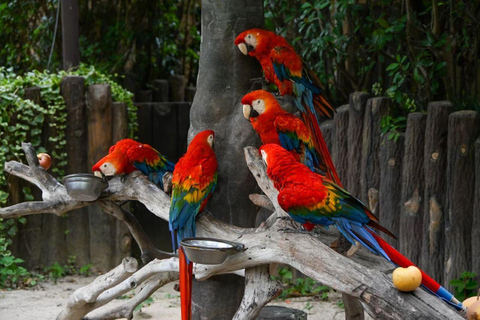 Shanghai Wild Animal Park: Safari Adventure Entry Pass Shanghai Wild Animal Park Full-Day Ticket