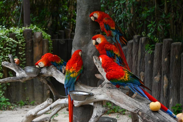 Shanghai Wild Animal Park: Safari Adventure Entry Pass Shanghai Wild Animal Park Full-Day Ticket