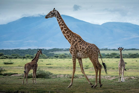 8-Day Group budget Safari Through Kenya and Tanzania