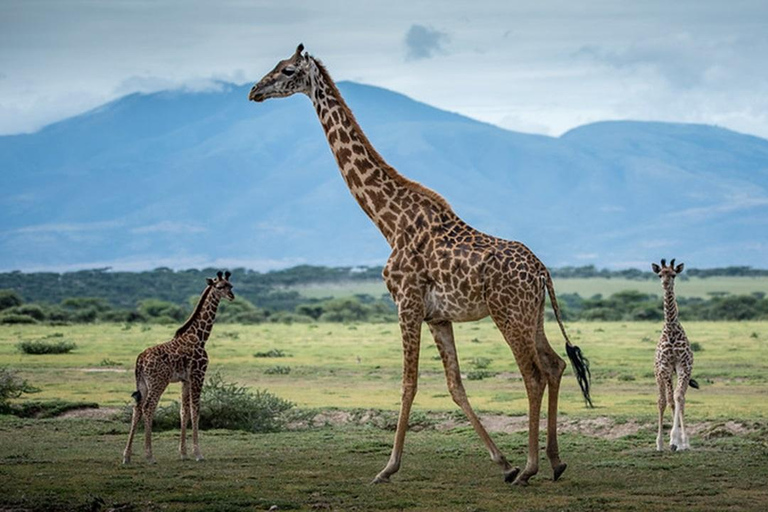 Safári com orçamento de grupo de 8 dias pelo Quênia e Tanzânia