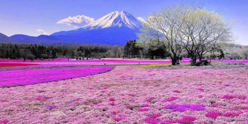東京発：河口湖と富士山へのガイド付き日帰り旅行
