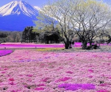 Desde Tokio: Excursión de un día con guía al Lago Kawaguchi y al Monte Fuji