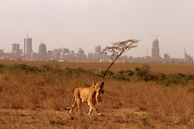 Parc national de Nairobi : demi-journée de safari.