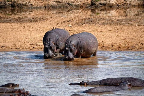 From Zanzibar: Selous Game Reserve Day Safari with Lunch