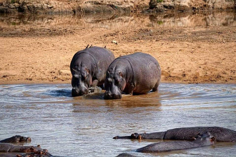 From Zanzibar: Selous Game Reserve Day Safari with Lunch