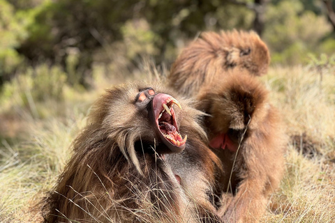 Simien Mountains: 4 Tage Trekking zum Simien Mountains ParkSimien Mountains: 4 Tage Trekking im Simien Mountains Nationalpark