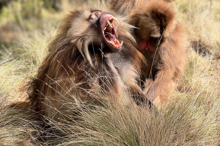 Simien Mountains: 4 Tage Trekking zum Simien Mountains ParkSimien Mountains: 4 Tage Trekking im Simien Mountains Nationalpark