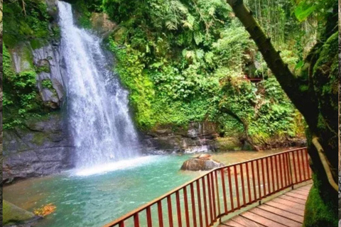 Ubud: Monkey Forest, Rice Terrace ticket included