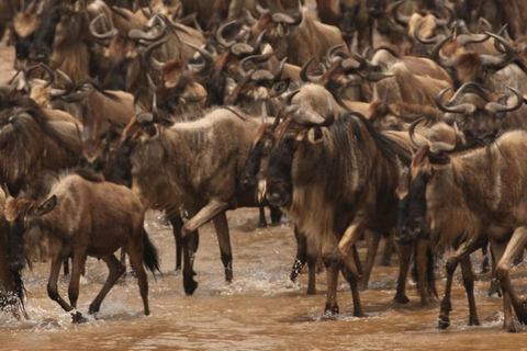 Safári de 7 dias em Amboseli-Bogoria/Baringo-Nakuru e Masai Mara.