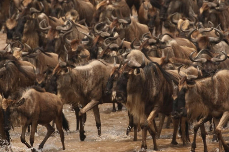 7-dniowe safari Amboseli-Bogoria/Baringo-Nakuru i Masai Mara.