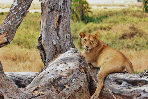 From Zanzibar: 2-Day Selous Safari with Flights & Lodge Stay 2-Day Selous Safari - Without Transfer