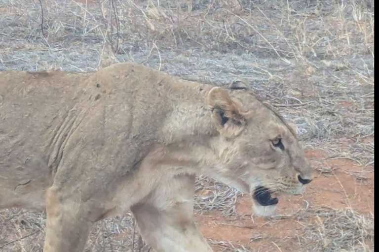 Von Mombasa/Diani: 3-tägige Tsavo Ost und Amboseli Safari3 Tage Tsavo Ost und Amboseli