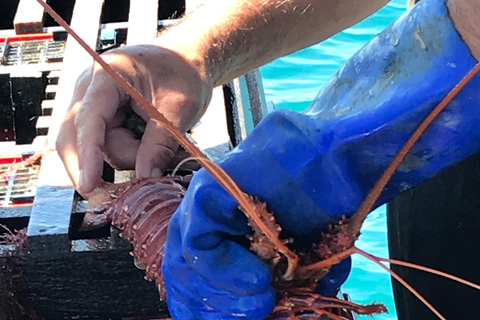 Rockingham: Lobster Catch and Keep Tour with Refreshments Lobster Spectator (No Catch & Keep)
