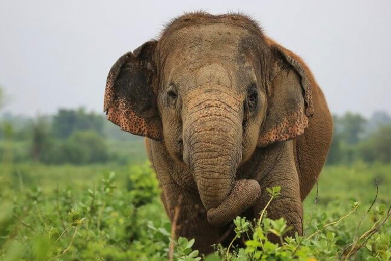 From Delhi : Elephant Conservation and Care Centre -Wildlife