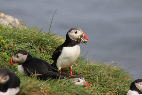 Reykjavik: Excursão para observação de papagaios-do-mar