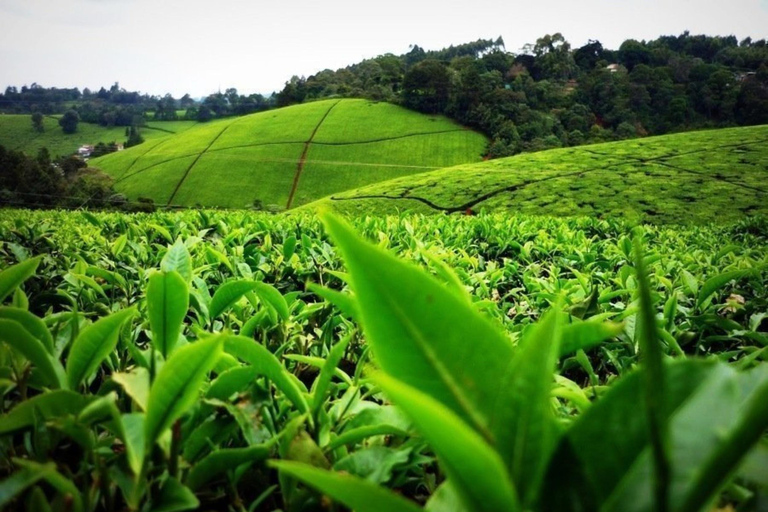 Nairobi: Kiambethu Tea Farm Tour mit Mittagessen und Transfers