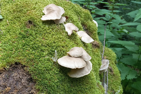 Poiana Brașov: setas silvestres y secretos del bosque