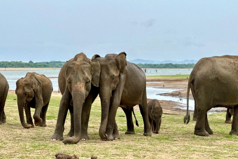 Ella to Hiriketiya via Safari, Falls & Scenic Stops