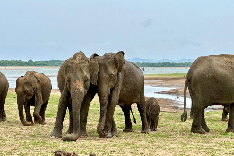 Ella to Hiriketiya via Safari, Falls & Scenic Stops