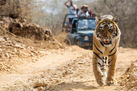 Från Jaipur: Ranthambore Tiger Safari dagsutflykt