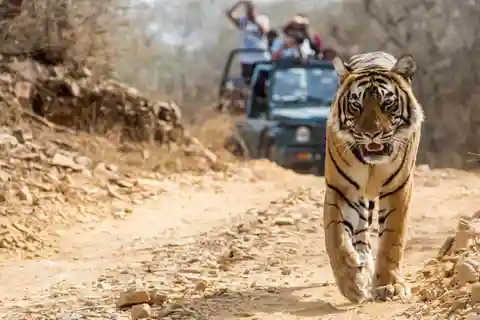 From Jaipur: Guided Ranthambore National Park Tour & Safari
